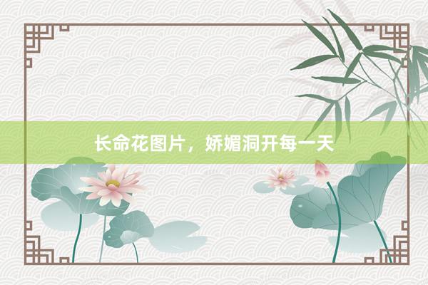 长命花图片，娇媚洞开每一天